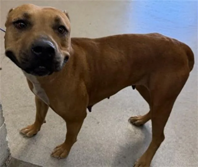 An adult large-sized female Pit Bull Terrier dog named Snickerdoodle for adoption in San Bernardino, CA