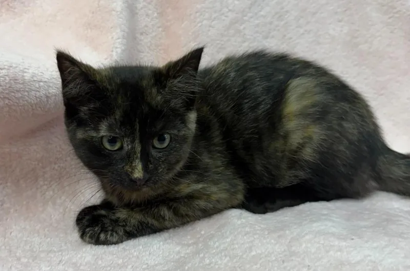 A baby large-sized female Domestic Short Hair cat named Kora for adoption in Lagrange, IN