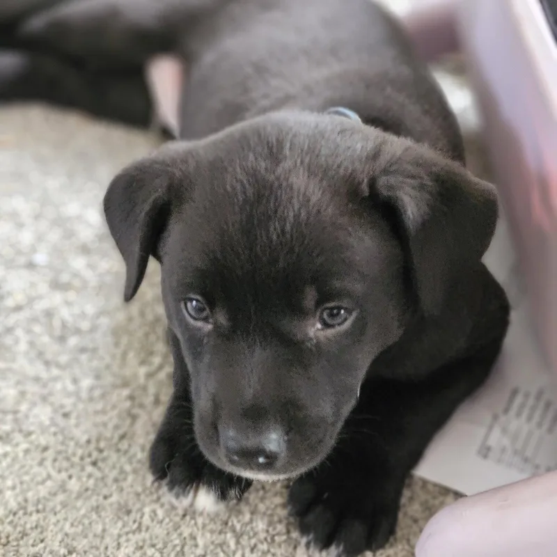A young medium-sized male Australian Cattle Dog / Blue Heeler dog named Moe for adoption in Fargo, ND