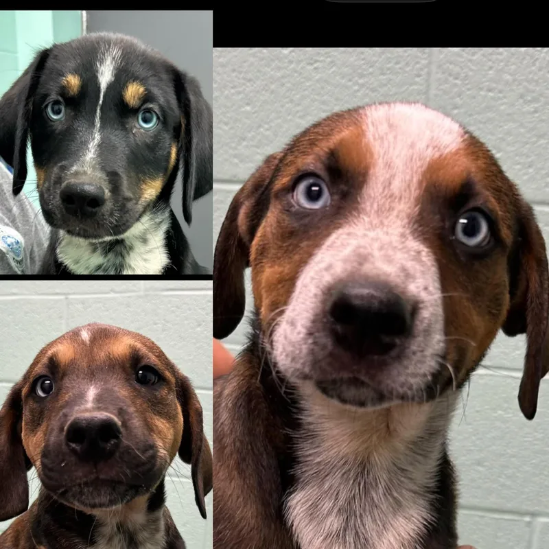 A baby medium-sized male Tricolor (Brown, Black, & White) Australian Cattle Dog / Blue Heeler dog named Pretzel Breadstick for adoption in seaside heights, NJ