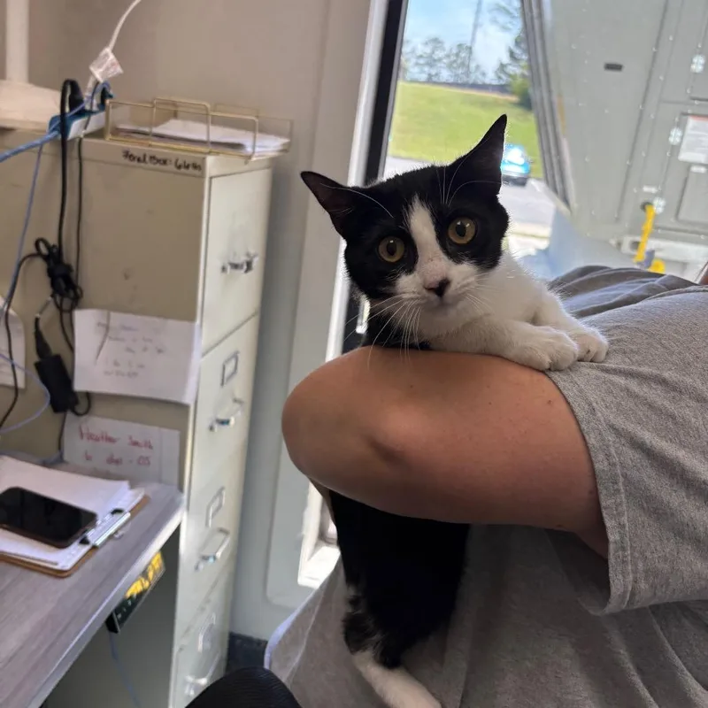 A young medium-sized female Black Domestic Short Hair cat named Sally for adoption in Columbiana, AL