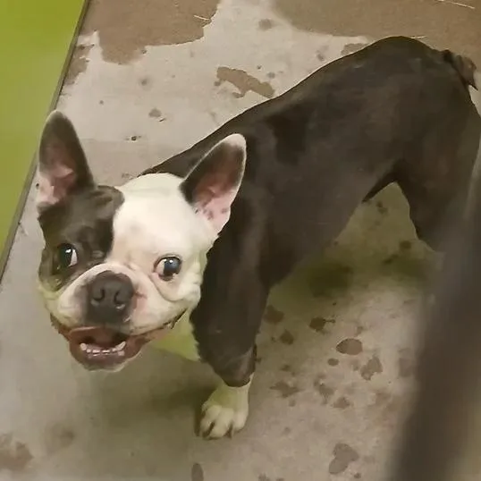 An adult medium-sized male Black Boston Terrier dog named Spark for adoption in Spokane, WA