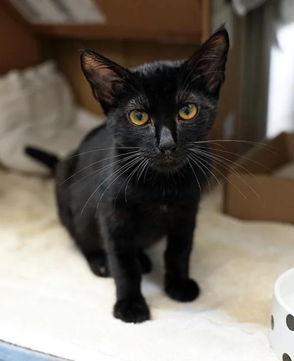 A young small-sized male Domestic Short Hair cat named Thomas for adoption in San Diego, CA