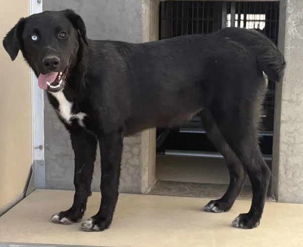 A young large-sized female Labrador Retriever dog named Moe for adoption in Rio Rancho, NM