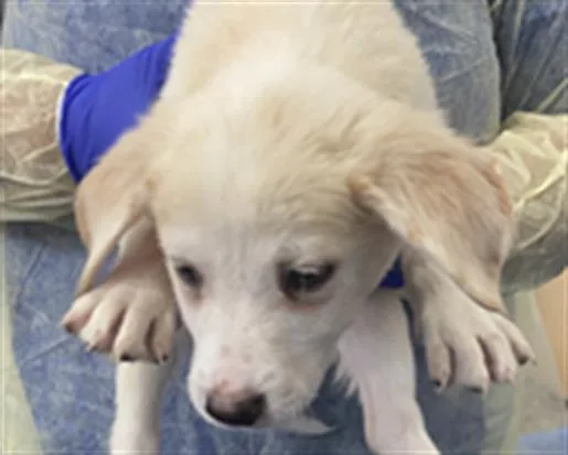 A baby large-sized female Mixed Breed dog named Marnie for adoption in Dallas, TX