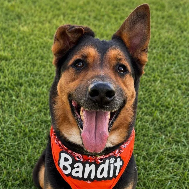 An adult large-sized male German Shepherd Dog dog named Bandit for adoption in Tucson, AZ