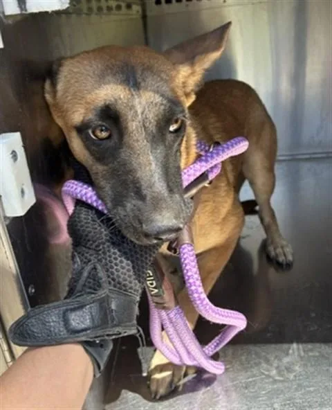 A young large-sized female Belgian Shepherd / Malinois dog named Rosie for adoption in Phoenix, AZ