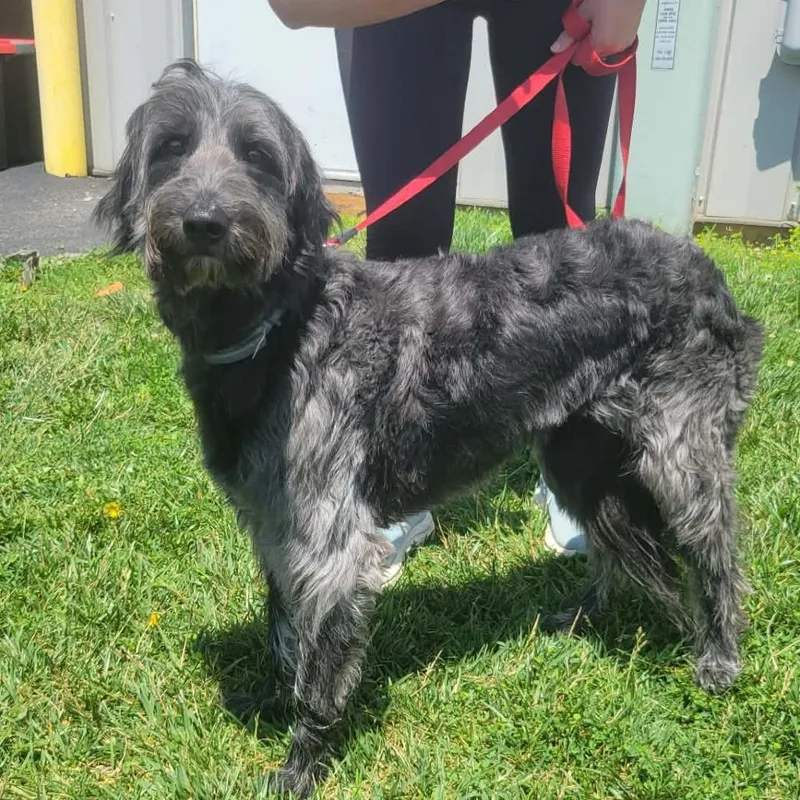 An adult medium-sized female Black Poodle dog named Willow for adoption in La Grange, KY