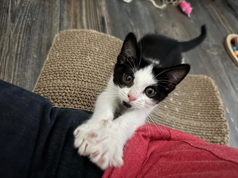 A baby medium-sized female Domestic Short Hair cat named Egg Foo Young for adoption in Fort Lupton, CO