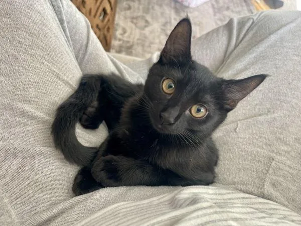 A baby small-sized female Domestic Short Hair cat named Ariana for adoption in Healdsburg, CA
