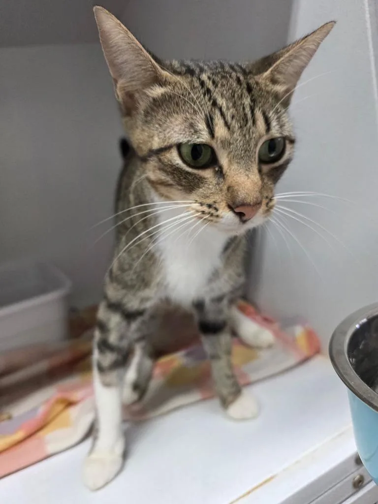 An adult medium-sized female Domestic Short Hair cat named Serena for adoption in Camden, TN