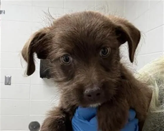 A baby small-sized male Terrier dog named Frijol for adoption in Tucson, AZ