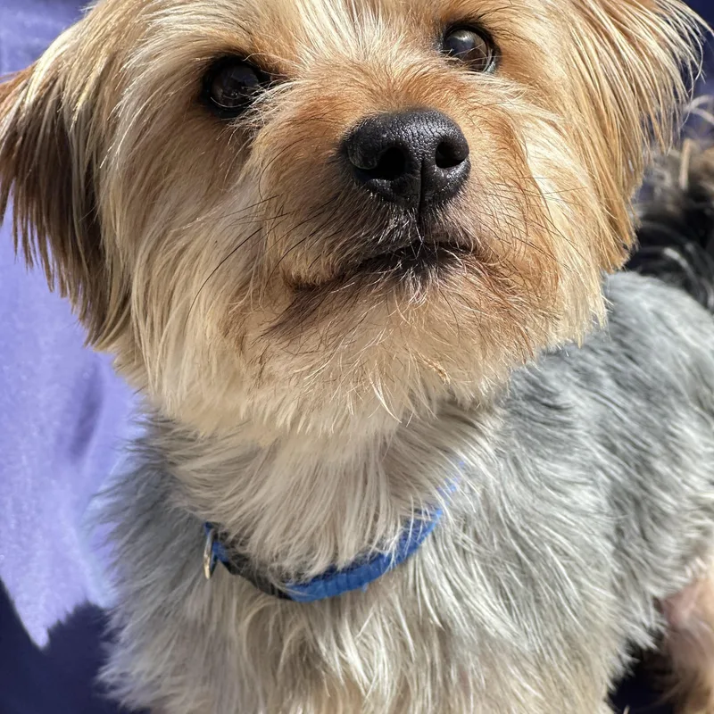 An adult small-sized male Gray / Blue / Silver Yorkshire Terrier dog named Biscuit for adoption in Topanga, CA