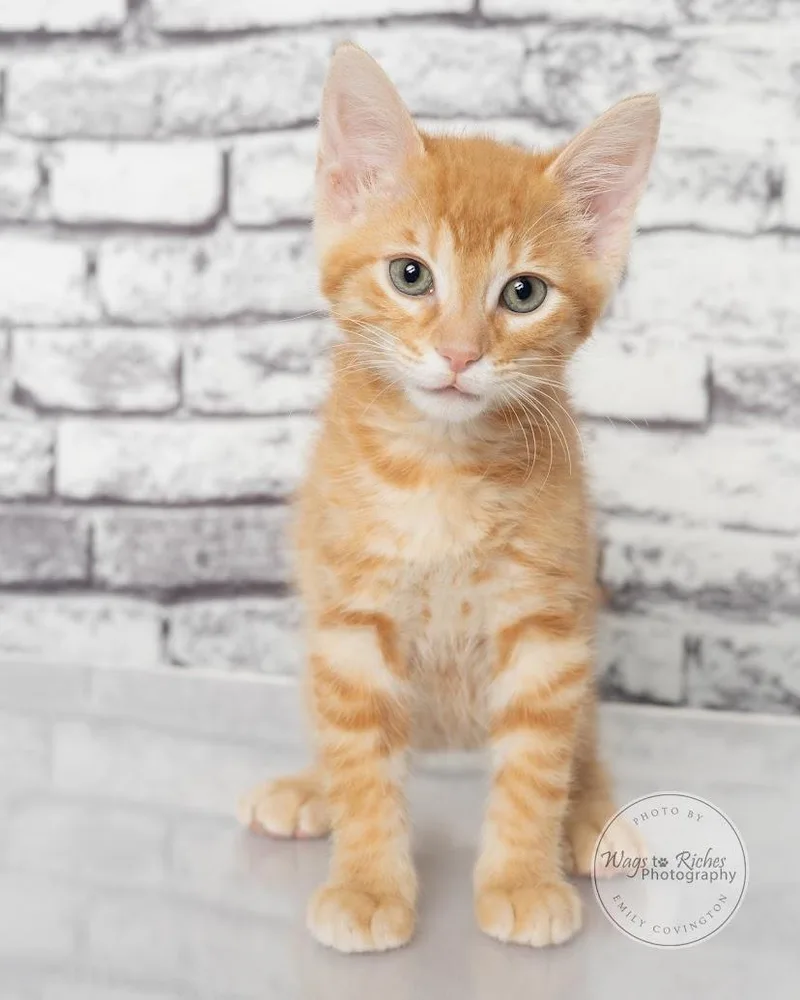 A baby medium-sized male Tabby (Orange / Red) Domestic Short Hair cat named Pappy for adoption in Tuscaloosa, AL