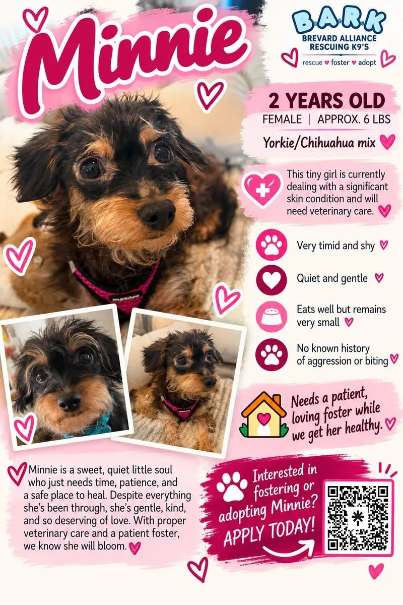 An adult small-sized female Bicolor Yorkshire Terrier dog named Minnie for adoption in Palm Bay, FL