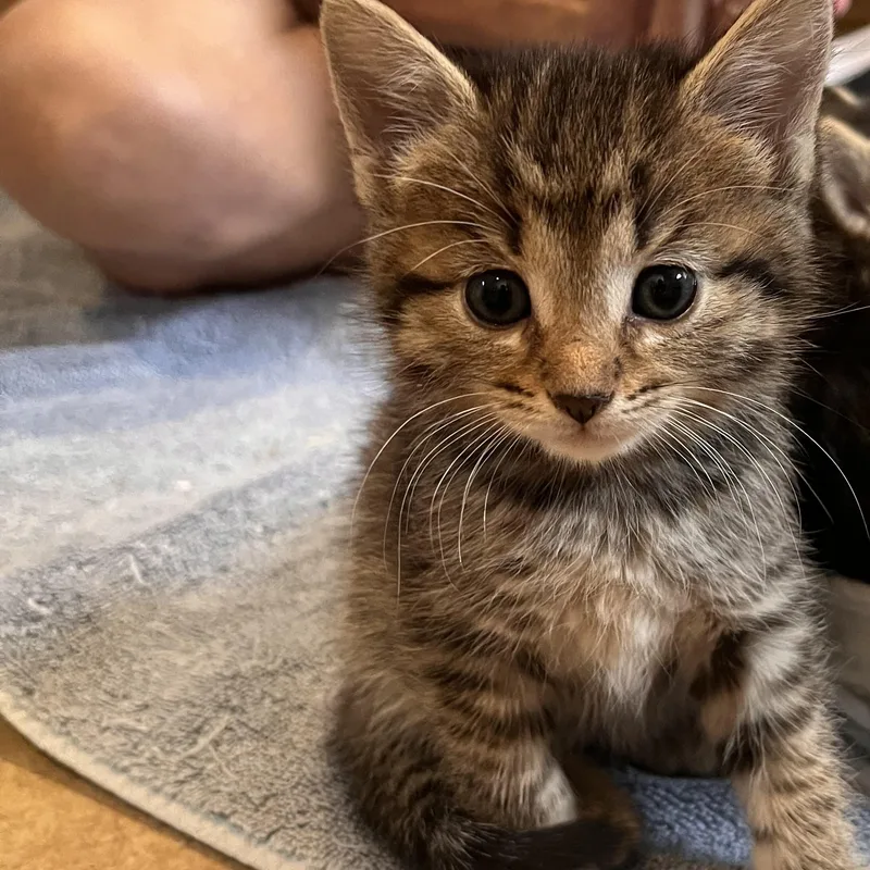 A baby medium-sized female Domestic Medium Hair cat named Sadie for adoption in Bradenton, FL