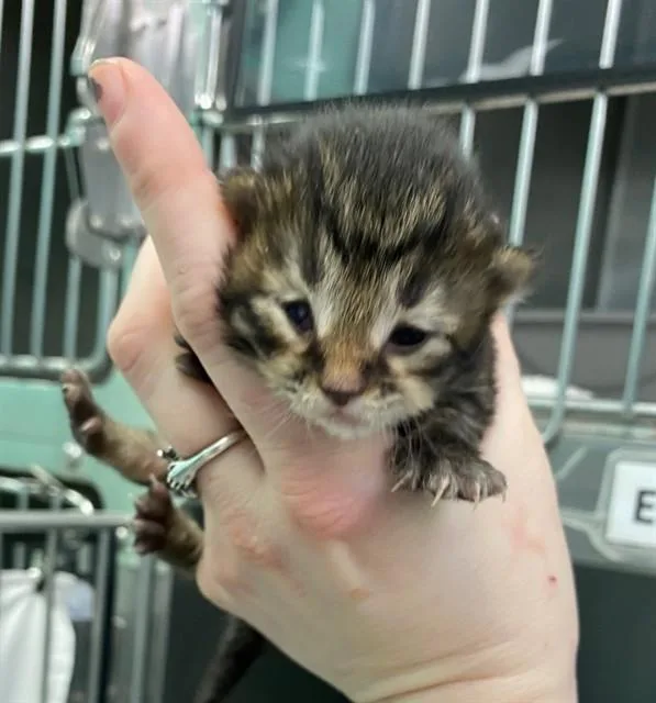A baby small-sized female Domestic Short Hair cat named Orla for adoption in Albuquerque, NM