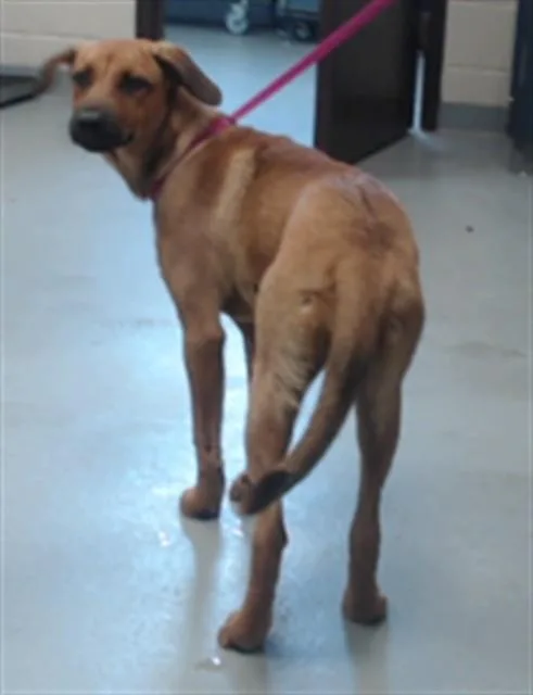 A young medium-sized female Labrador Retriever dog named Blossom for adoption in Fayetteville, NC