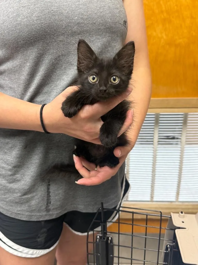 A baby medium-sized female Domestic Long Hair cat named Darling for adoption in Sorrento, LA