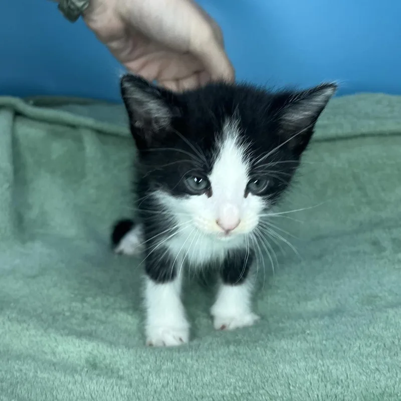 A baby small-sized male Black Domestic Short Hair cat named Tux for adoption in San Antonio, TX