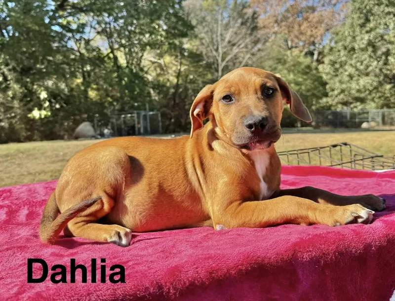 A baby medium-sized female Boxer dog named Dahlia for adoption in Manchester, CT