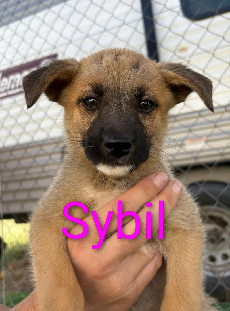 A baby large-sized female Belgian Shepherd / Malinois dog named Sybil for adoption in Sierra Vista, AZ