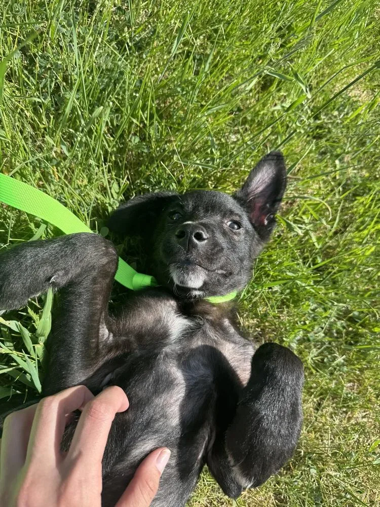 A baby small-sized male Mixed Breed dog named Astro for adoption in Rapid City, SD