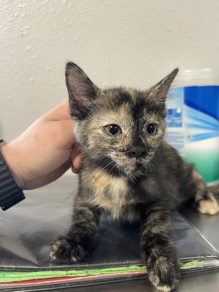 A baby medium-sized female Tortoiseshell Domestic Short Hair cat named Fettuccini for adoption in Bolivar, MO