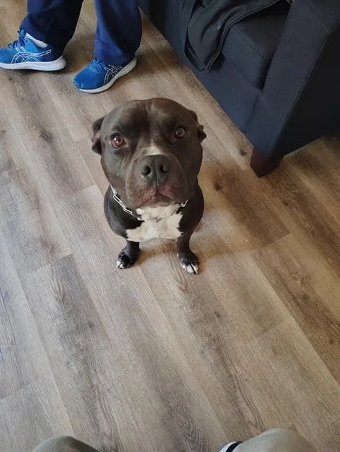 An adult large-sized male Pit Bull Terrier dog named Thanos for adoption in Long Beach, CA