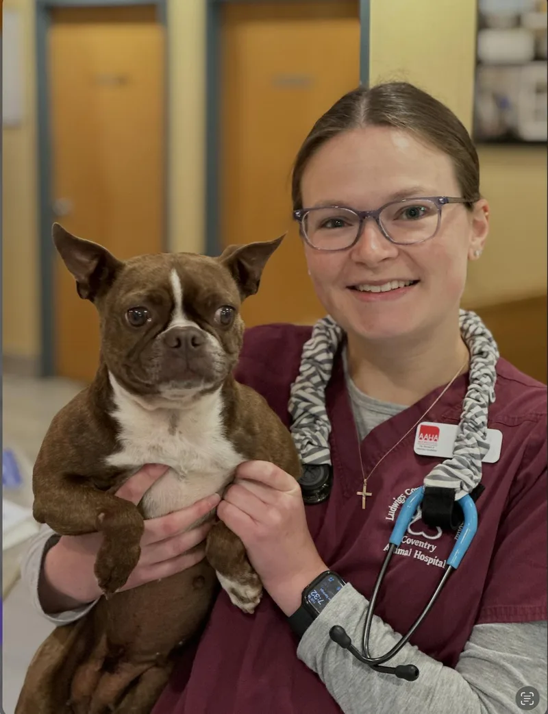 A young small-sized female Boston Terrier dog named Paprika for adoption in Chester Springs, PA