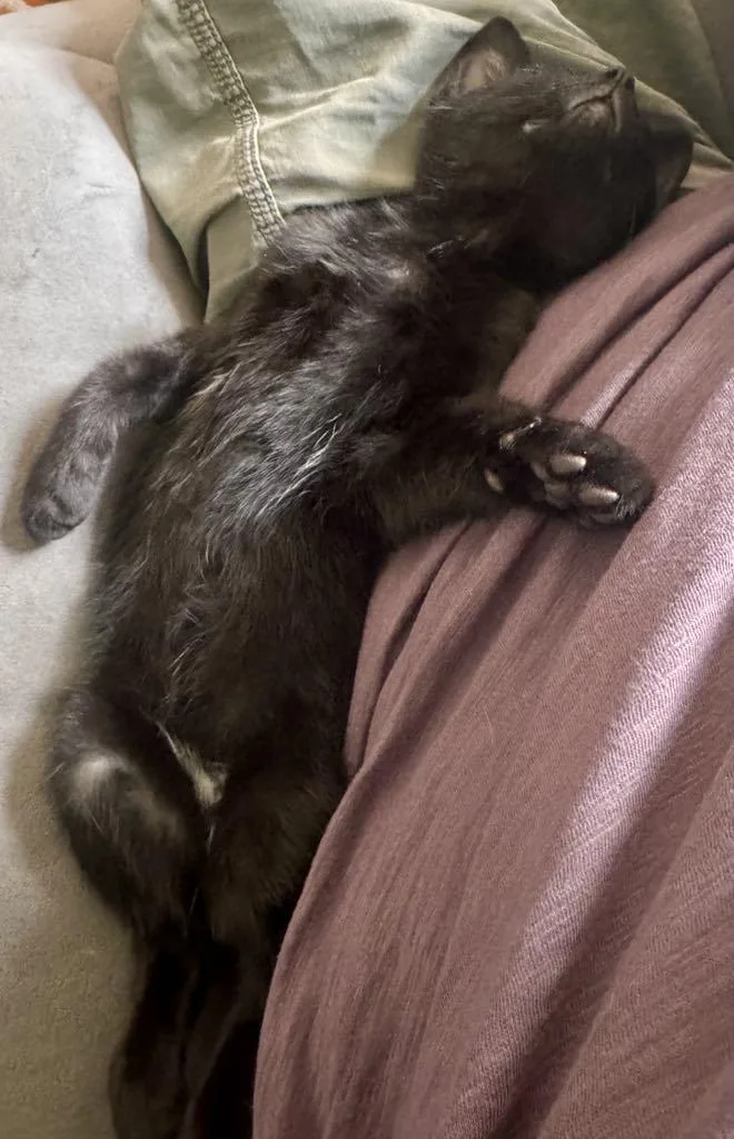 A baby large-sized male Black Domestic Short Hair cat named Chorizo for adoption in Arnold, MO