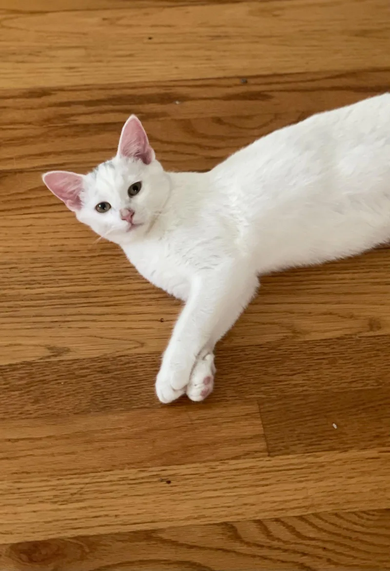 A young medium-sized male Turkish Van cat named Mayo for adoption in Flint Hill, VA
