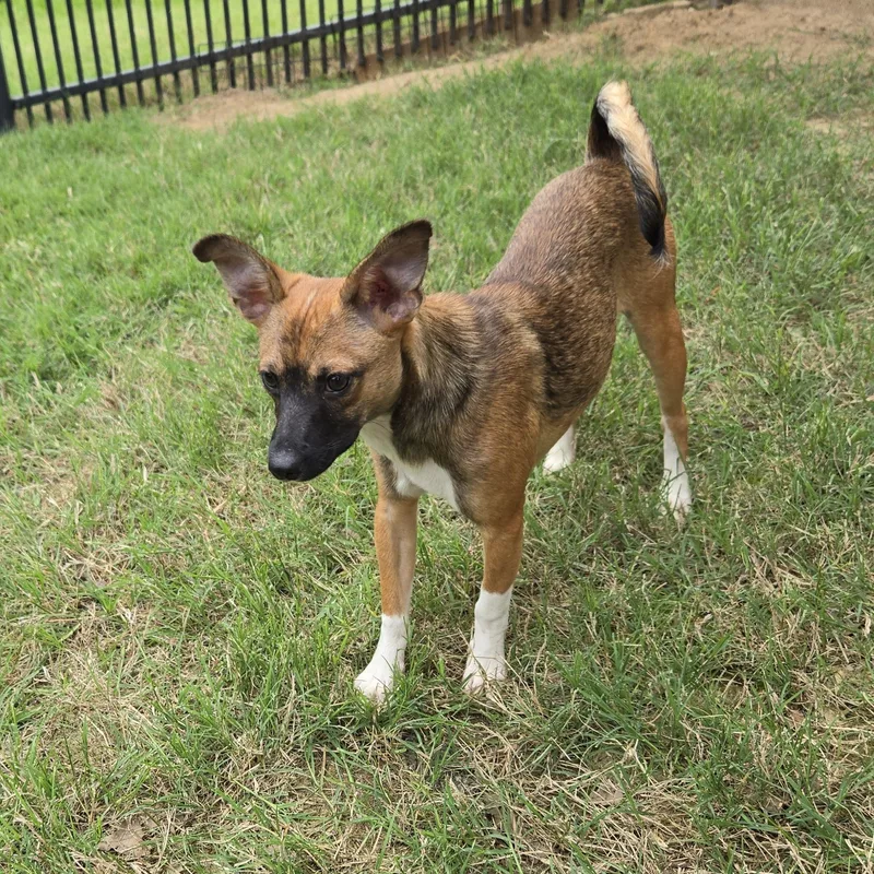 A baby small-sized male Bicolor Rat Terrier dog named Rob for adoption in Irving, TX