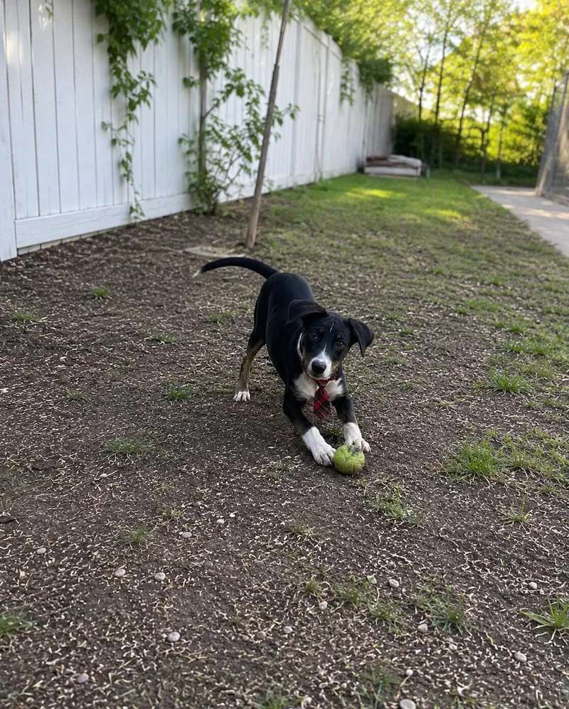 A baby medium-sized male Border Collie dog named Border Collie  Lab for adoption in Mount Laurel, NJ