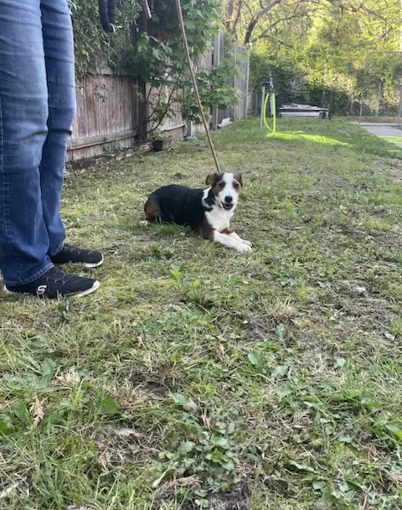 Border Collie  Lab thumbnail 2
