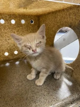 A baby small-sized male Domestic Short Hair cat named Teddy for adoption in Gastonia, NC