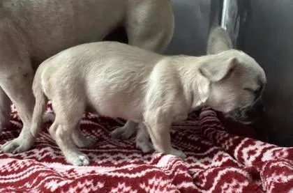 A baby small-sized female French Bulldog dog named 61804164 for adoption in El Paso, TX