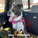 A young medium-sized female Tricolor (Brown, Black, & White) Pit Bull Terrier dog named Roxy for adoption in Moline, IL
