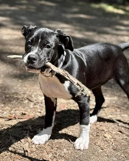 A baby large-sized female American Staffordshire Terrier dog named Bunny for adoption in Malvern, PA