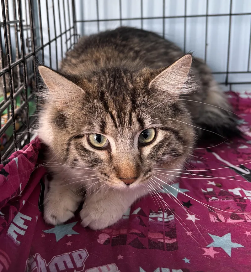 A baby small-sized female White Domestic Long Hair cat named Molly for adoption in Deming, NM