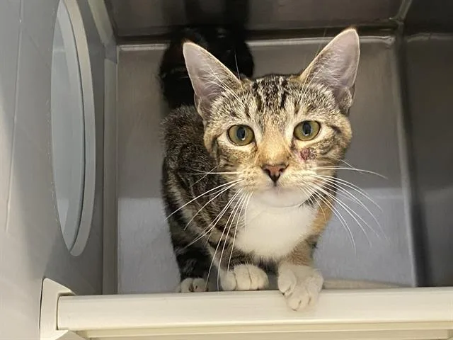 A young small-sized female Domestic Short Hair cat named Marsha for adoption in Tustin, CA
