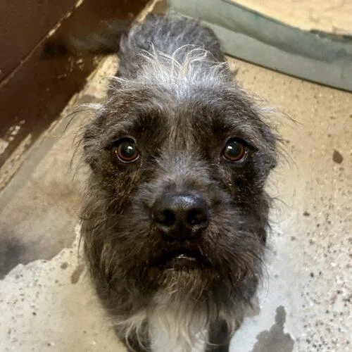 Monstera thumbnail 2