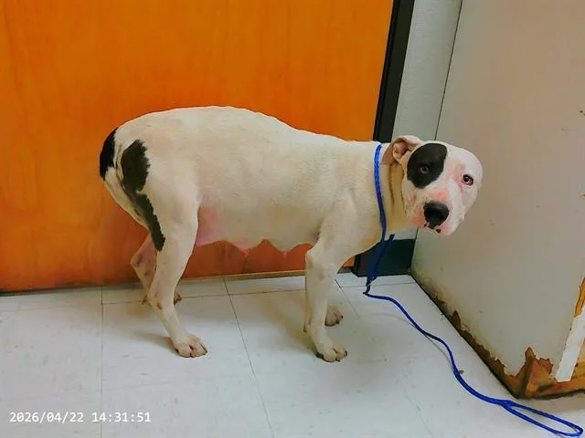 A young large-sized female Pit Bull Terrier dog named Pebbles for adoption in Oroville, CA