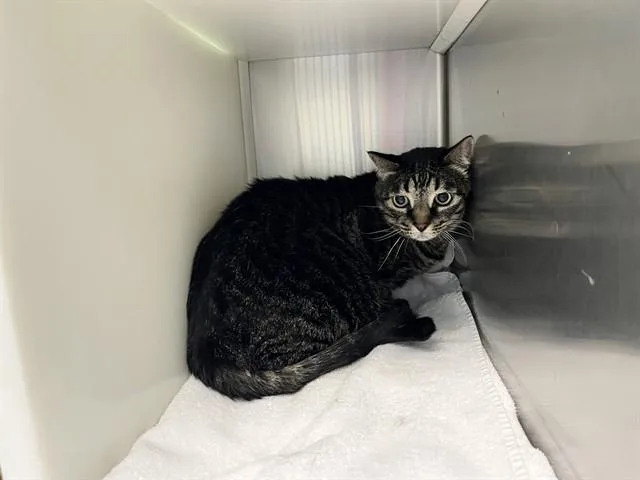 A senior medium-sized male Domestic Short Hair cat named Jameson for adoption in Colorado Springs, CO