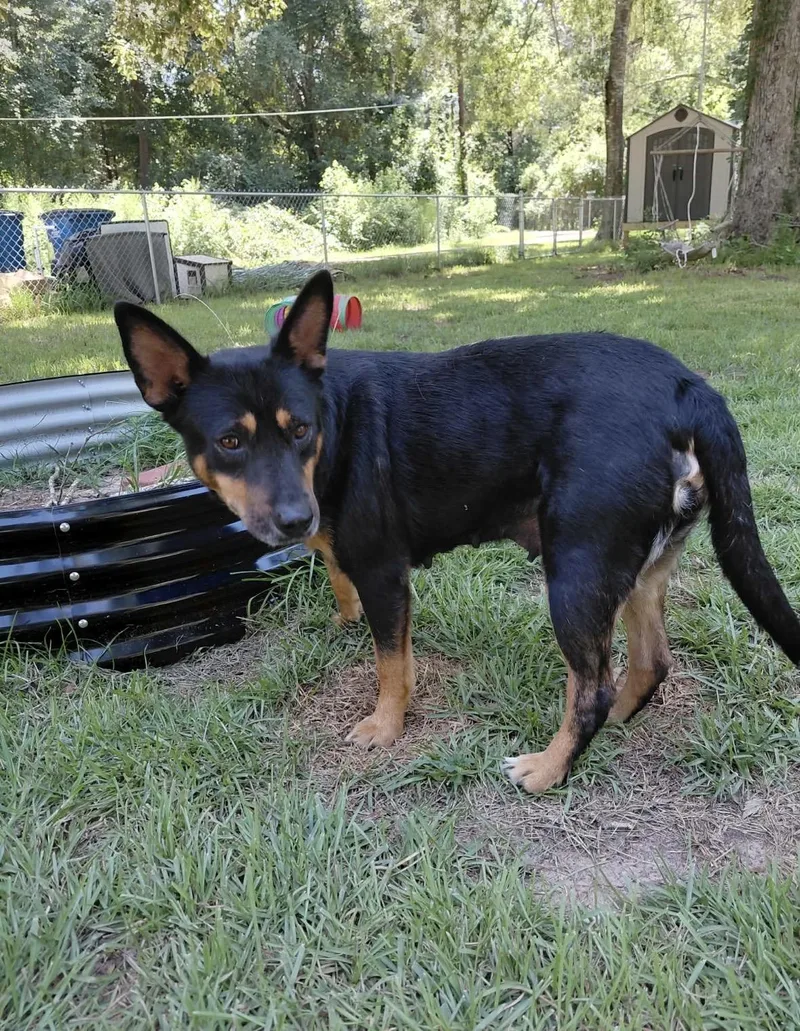 A senior medium-sized female Tricolor (Brown, Black, & White) German Shepherd Dog dog named Lulu for adoption in Spring, TX