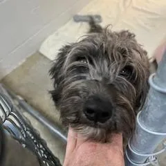 An adult small-sized female Black Terrier dog named Lulu for adoption in Buellton, CA