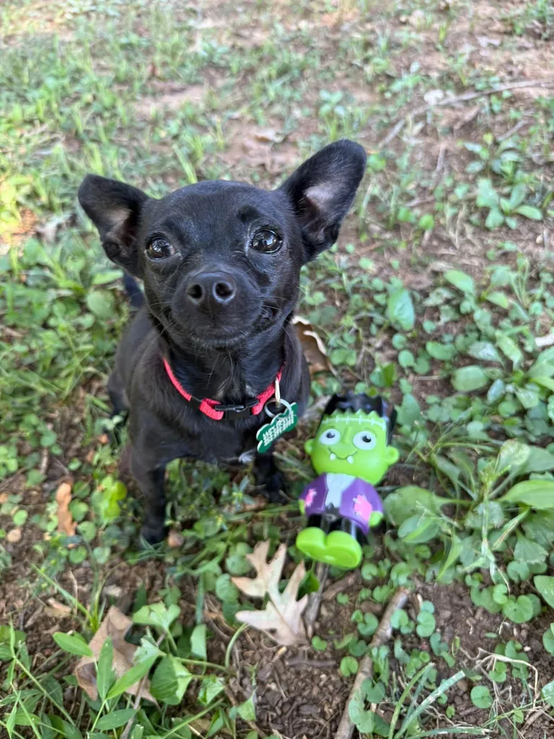 A young small-sized female Chihuahua dog named Pam for adoption in East Point, GA