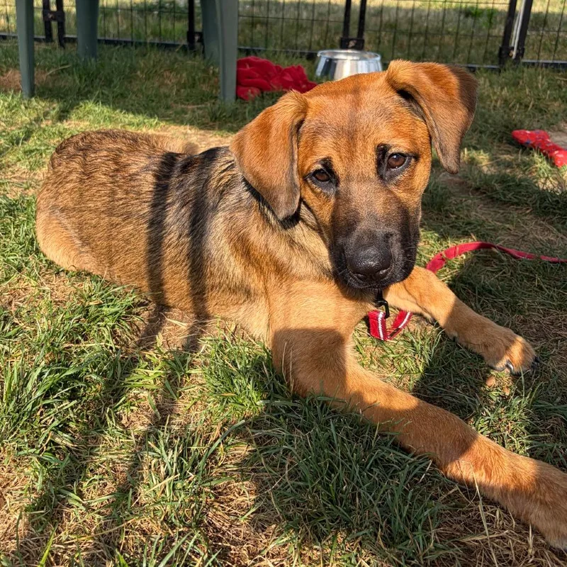 A baby medium-sized female Brown / Chocolate Shepherd dog named Tina for adoption in Columbia Station, OH