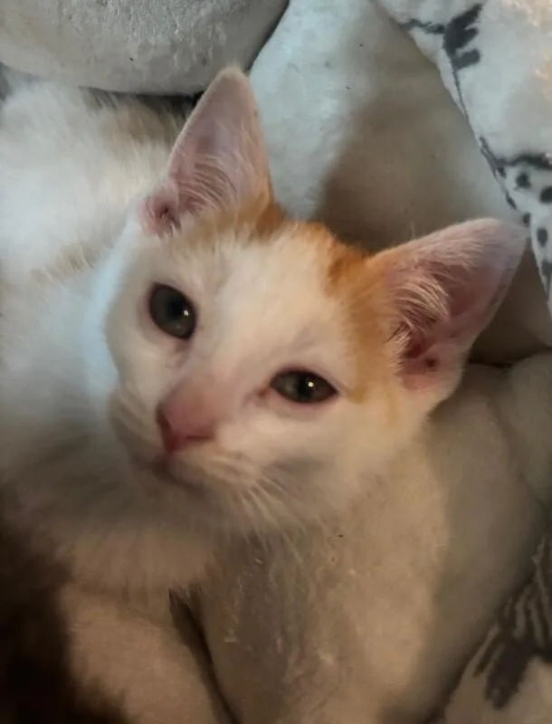 A young medium-sized male White Domestic Short Hair cat named Wormy for adoption in Grand Rapids, MI
