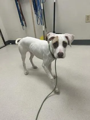 A baby medium-sized female Pointer dog named Pepperoni for adoption in Irving, TX